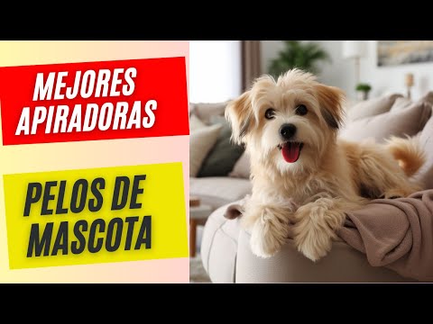 ¿Cuál es la mejor aspiradora para quitar pelos de perro? ¿Cuál es la mejor aspiradora para quitar pelos de perro?